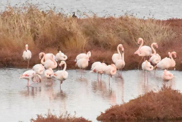 İnciraltı'da pembe zarafet