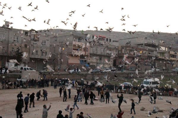 Şanlıurfa’da, güvercin savaşı