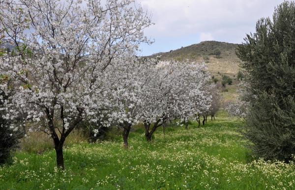 Datça, beyaza büründü