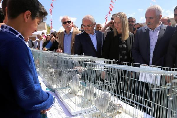 Mardin'de Güvercin Festivali