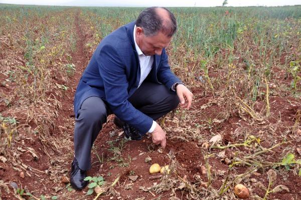 Patates üreticisi sıkıntılı