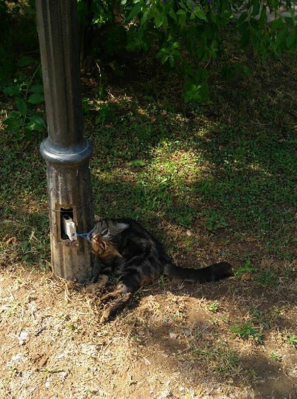 Açıkta bırakılan kablolar tehlike saçıyor