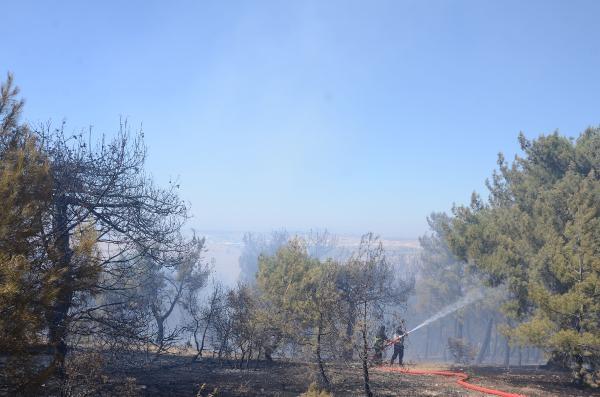 Gaziantep'te orman yangını