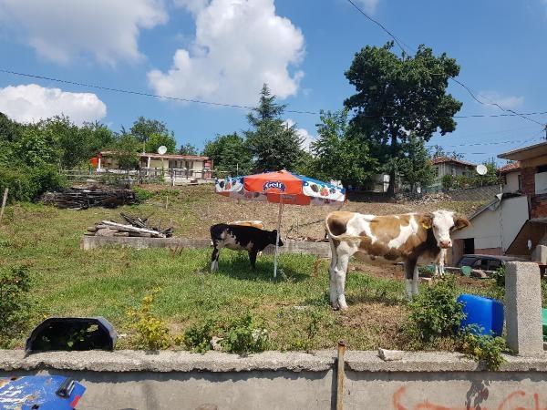 Gölcük'te şarbon karantinası