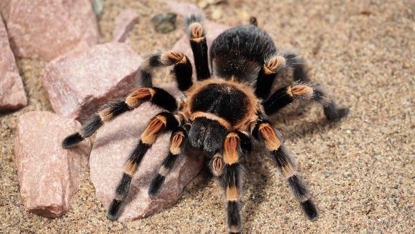 İnternetten tarantula satışı