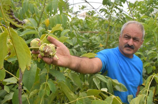 Adilcevaz'da ceviz hasadı