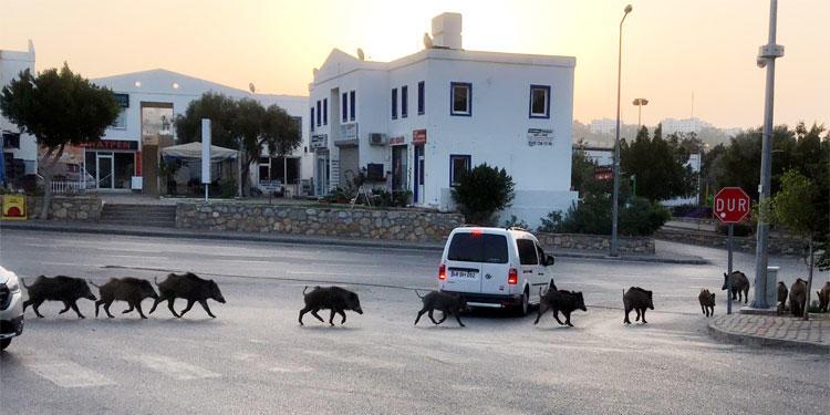 Yiyecek bulamayan domuzlar Bodrum'da kent merkezine indi