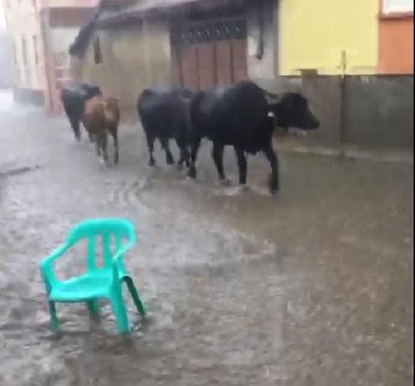 Tavşanlı'da sağanak 