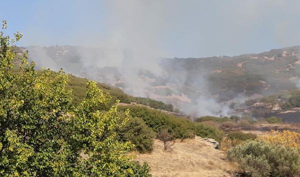 Manisa'da orman yangını