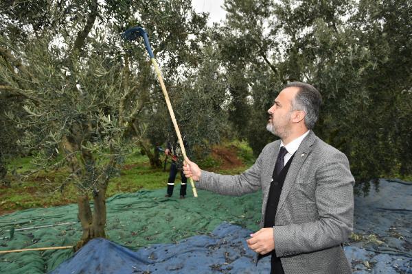 Başkan Aktaş, zeytin topladı