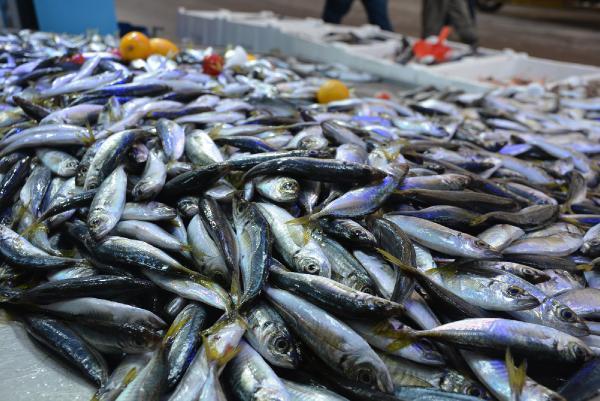 Karadeniz'de istavrit bolluğu 