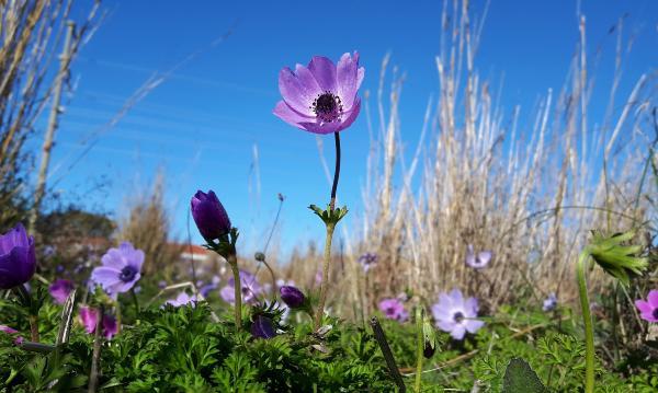 Datça'da anemonlar açtı